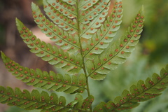 Dryopteris sacrosancta