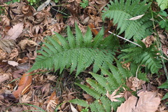 Dryopteris uniformis