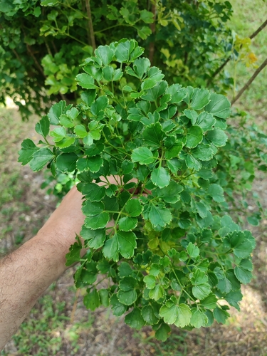 Polyscias guilfoylei