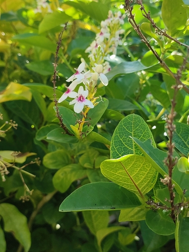 Pseuderanthemum maculatum