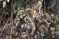 Osmunda japonica