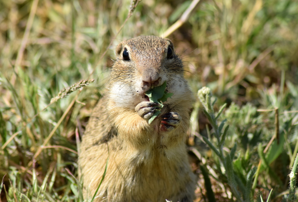Old World Ground Squirrels