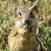 Old World Ground Squirrels - Photo (c) Cristea Viorica, some rights reserved (CC BY-NC), uploaded by Cristea Viorica