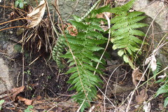 Dryopteris uniformis
