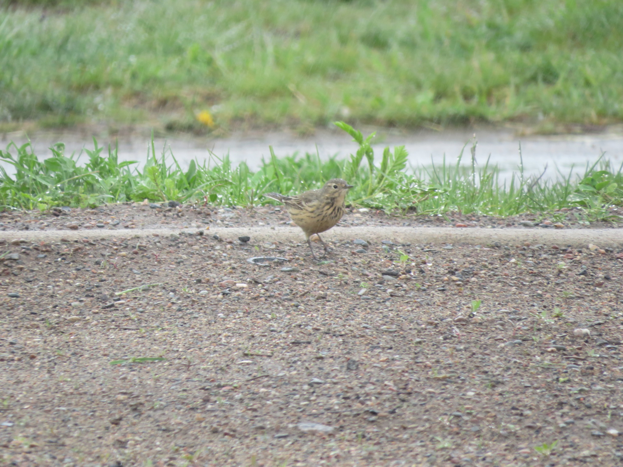 American Pipit