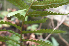 Dryopteris uniformis