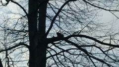 Sciurus carolinensis