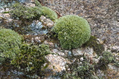 Leucobryum juniperoideum