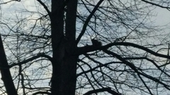 Sciurus carolinensis