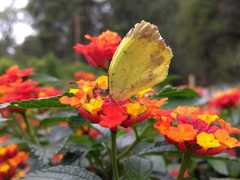 Abaeis salome jamapa