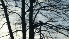 Sciurus carolinensis