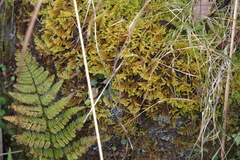 Hypnum plumaeforme