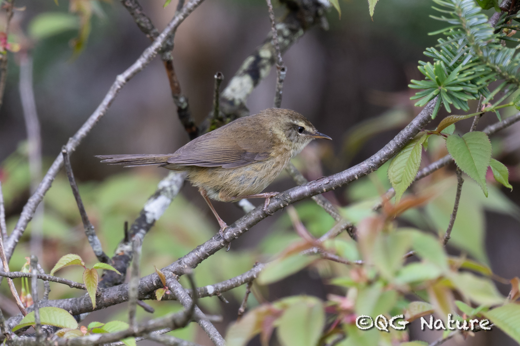 Aberrant Bush Warbler