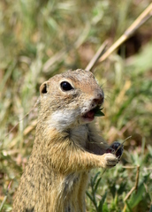 Spermophilus citellus