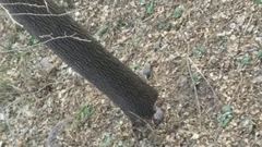 Sciurus carolinensis