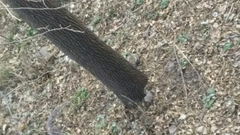 Sciurus carolinensis