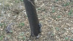 Sciurus carolinensis