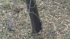 Sciurus carolinensis