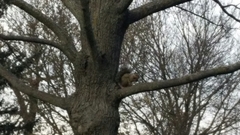 Sciurus carolinensis