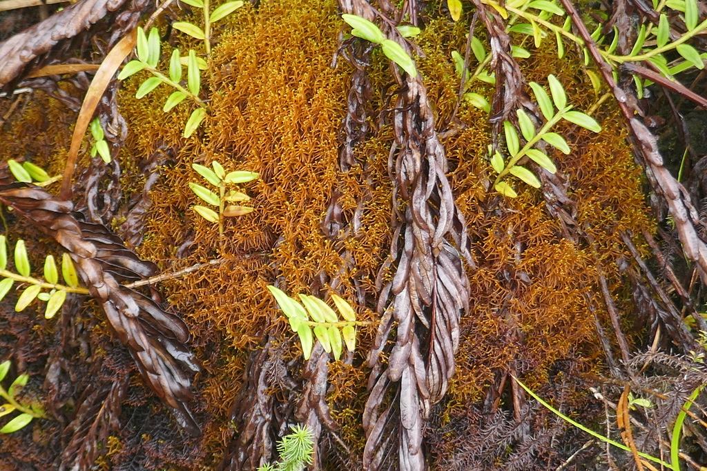 Mastigophora diclados (Mastigophora diclados)