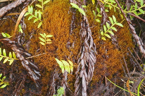 Mastigophora diclados image