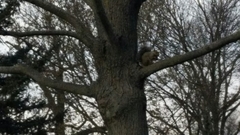 Sciurus carolinensis