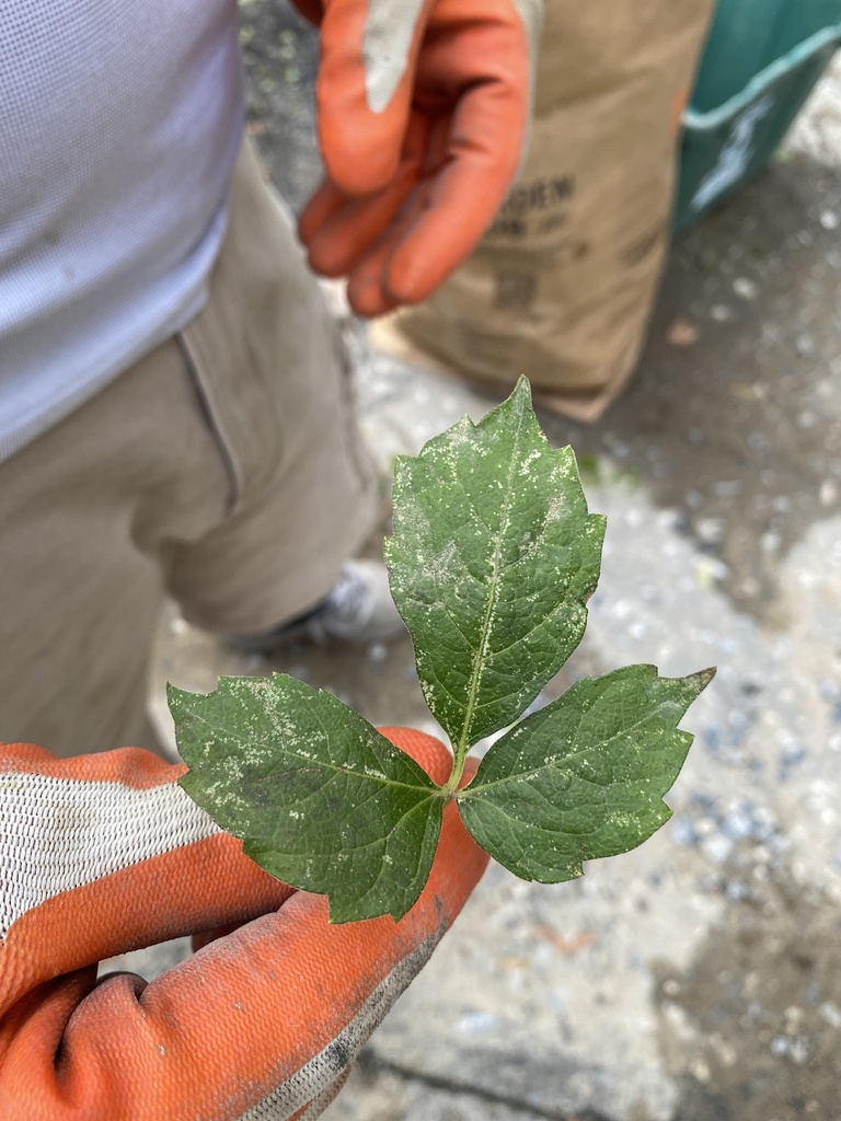 dicots from Theodore Fremd Ave, Rye, NY, US on September 25, 2022 at 03 ...