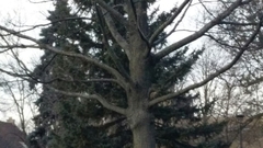 Sciurus carolinensis