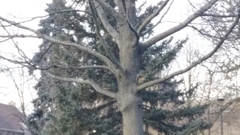 Sciurus carolinensis