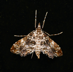 Sisyracera inabsconsalis