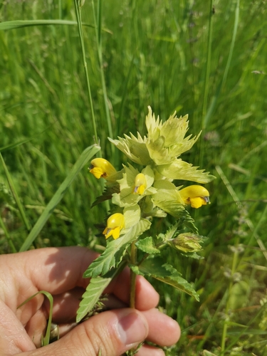 Image of Rhinanthus freynii by (c) Ljaž, some rights reserved (CC BY)