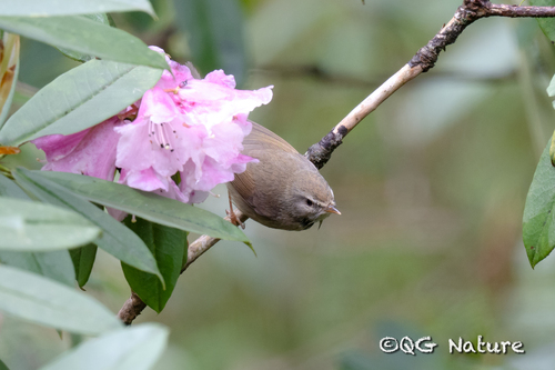 Yellow-bellied Bush Warbler (Horornis acanthizoides), photo 3