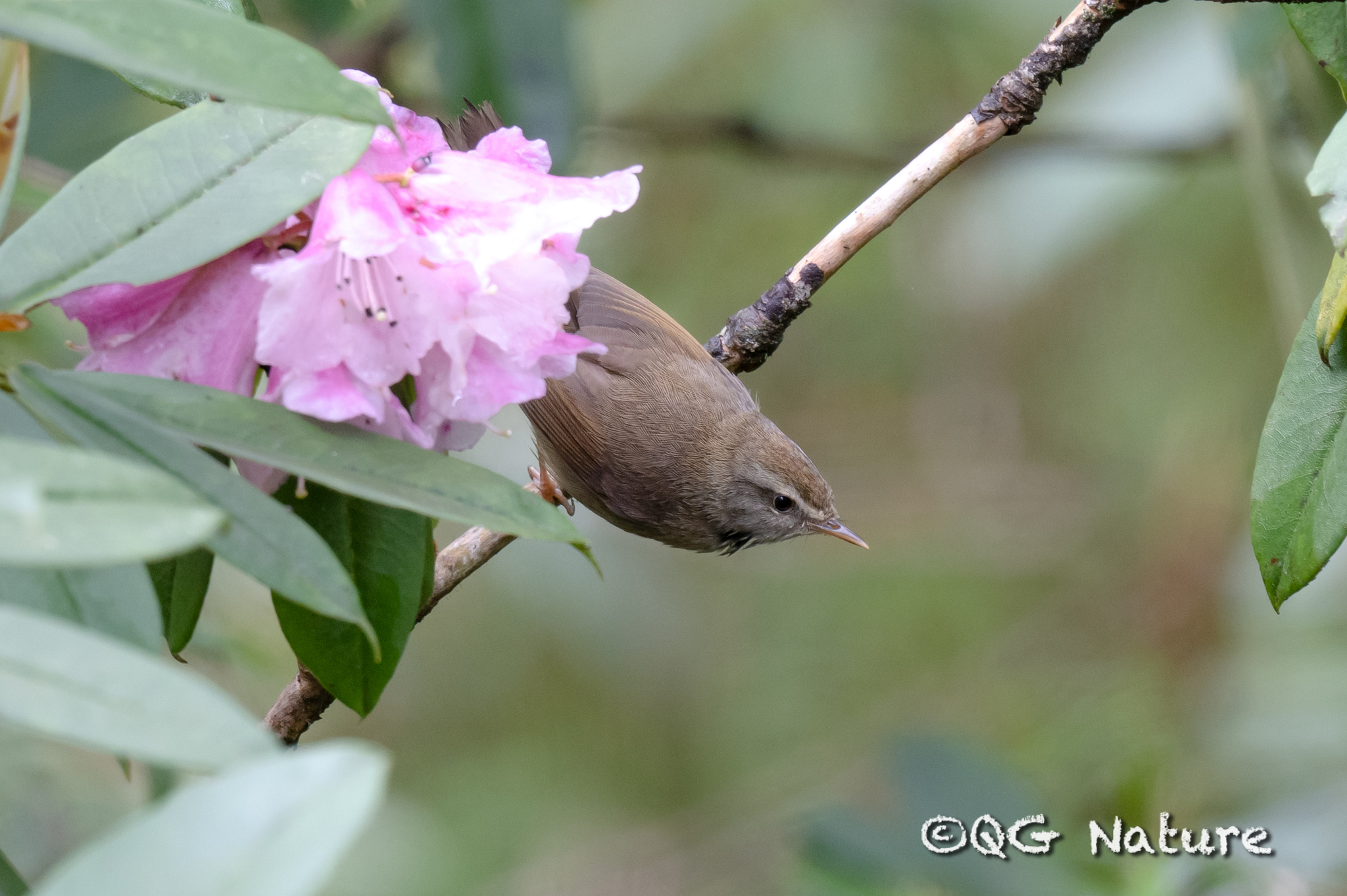 Yellow-bellied Bush Warbler