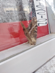 Ascalapha odorata