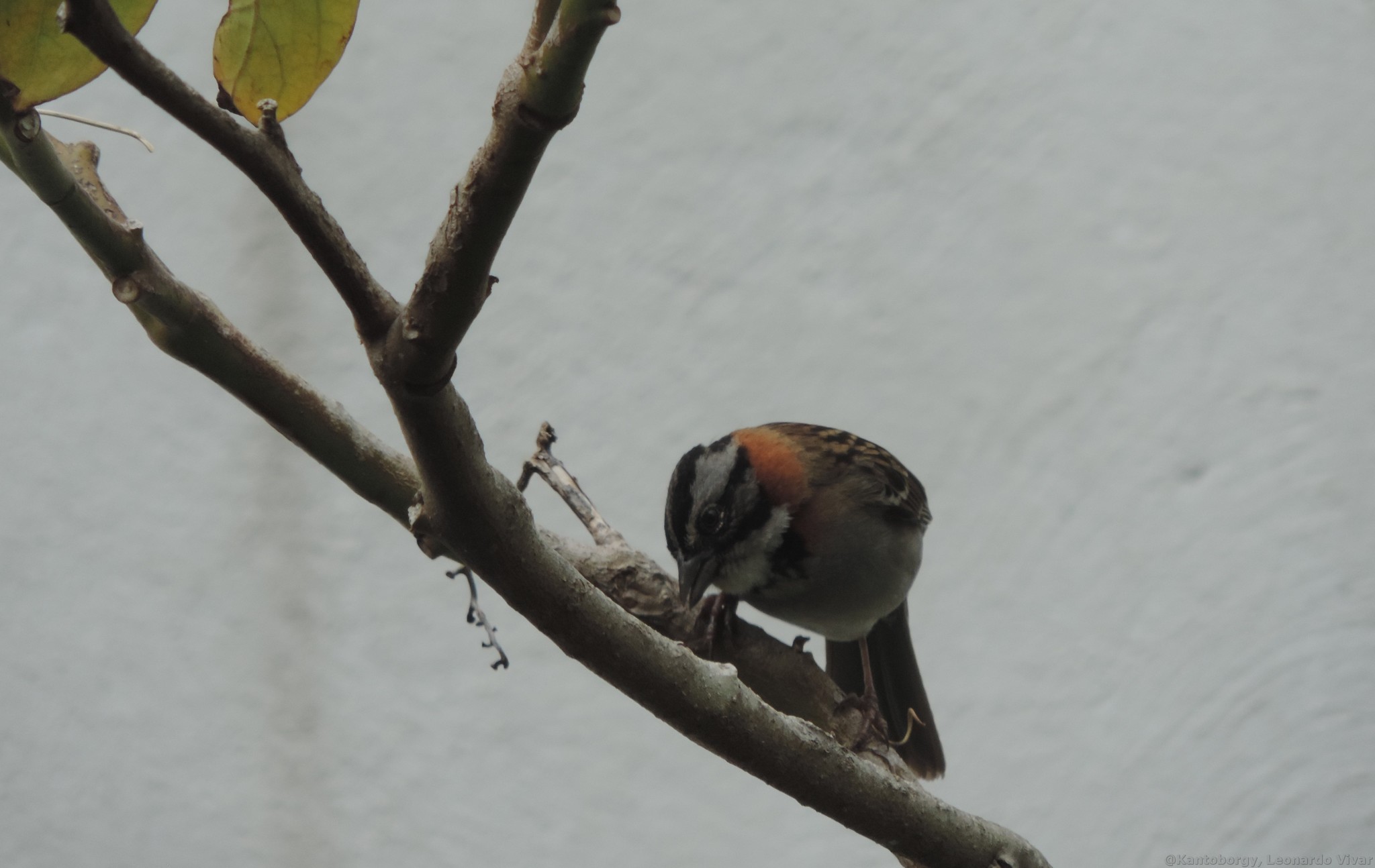 Passerellidae image