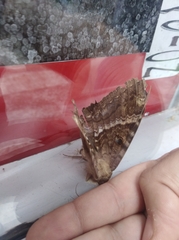 Ascalapha odorata