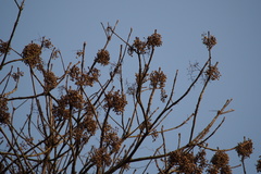 Anacardiaceae