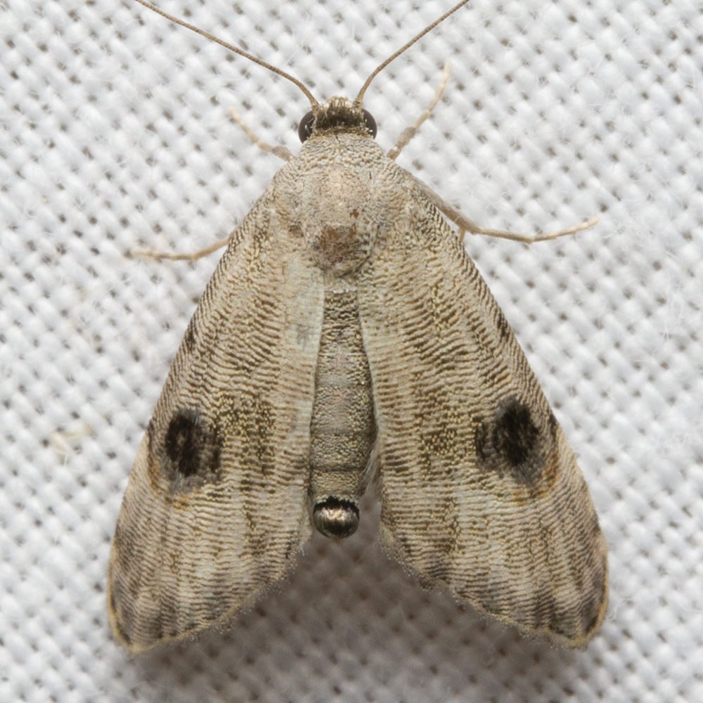 Abablemma brimleyana