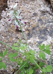 Fumaria capreolata capreolata