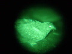 Steatornis caripensis