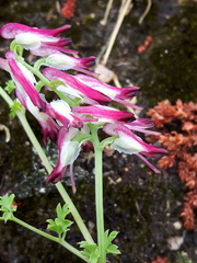 Fumaria capreolata capreolata