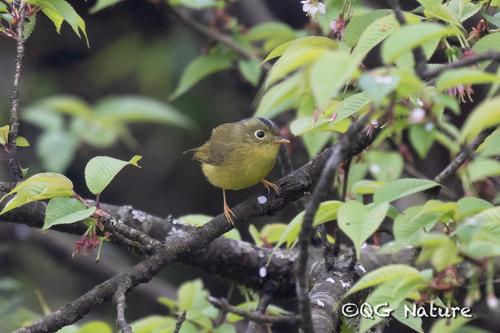 Bianchilaubsänger (Phylloscopus valentini)