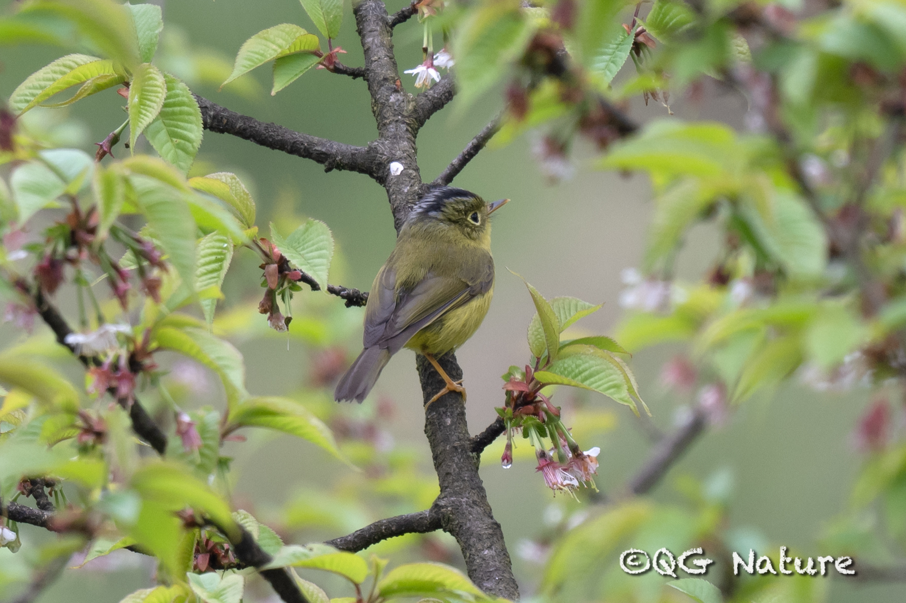 Bianchi's Warbler