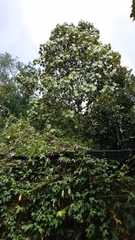 Chiranthodendron pentadactylon
