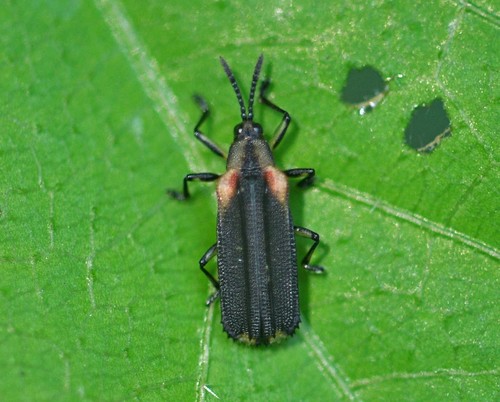 Heterispa vinula (Erichson, 1847)