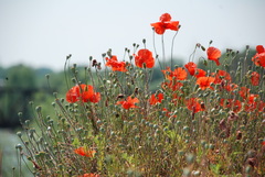 Papaver rhoeas