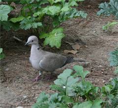 Streptopelia decaocto