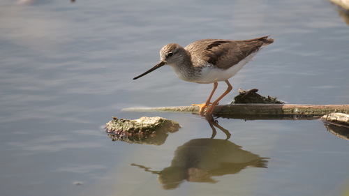 Andarríos del Terek (Xenus cinereus)