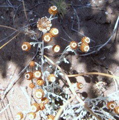 Helichrysum cochleariforme
