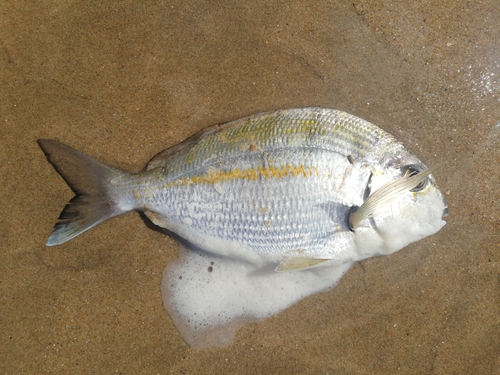 Cape stumpnose (Rhabdosargus holubi) — Sparidae — 2